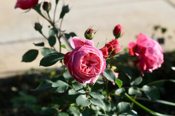 pink roses in garden