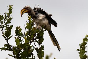 Calao leucomèle,.Tockus leucomelas, Southern Yellow billed Hornbill
