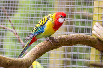 Colourful Eastern Rosella Perched on a Branch