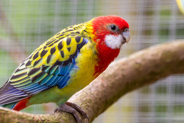 Colourful Eastern Rosella Perched on a Branch