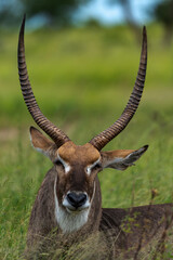 Cobe à croissant , Waterbuck,  Kobus ellipsiprymnus, Parc national du Pilanesberg, Afrique du Sud