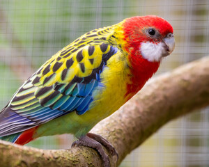 Colourful Eastern Rosella Perched on a Branch