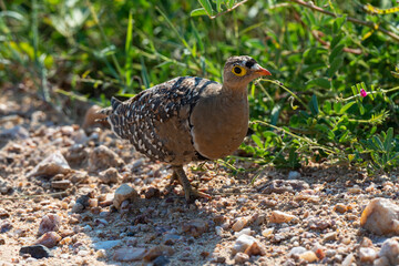 Ganga bibande,.Pterocles bicinctus, Double banded Sandgrouse