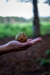 Hands of woman holding chestnut outdoors in autumn