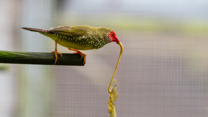 Star Finch on a Perch with a Leaf in its Beak