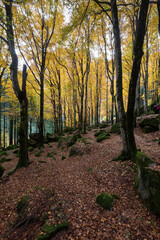 Il bosco di Val Masino in autunno il Lombardia