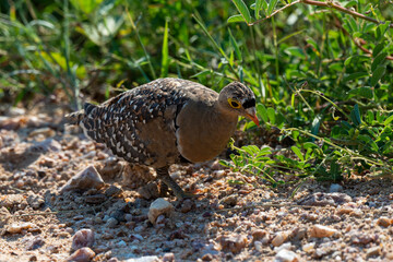 Ganga bibande,.Pterocles bicinctus, Double banded Sandgrouse