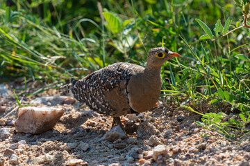 Ganga bibande,.Pterocles bicinctus, Double banded Sandgrouse