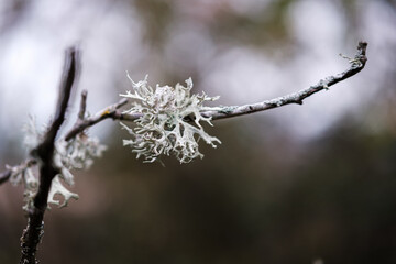 Lichen on a branch