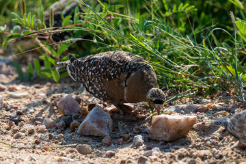 Ganga bibande,.Pterocles bicinctus, Double banded Sandgrouse