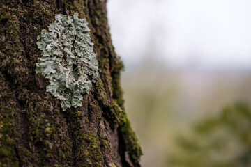 Lichen on a tree