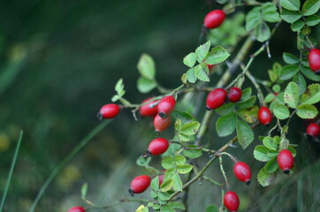 Branches of ripe rose hips in October