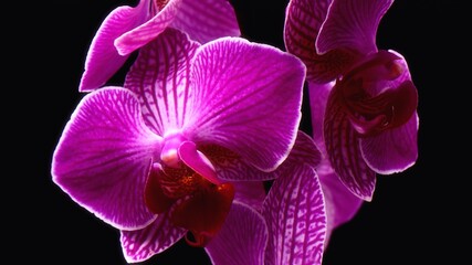 Pink orchids on black background