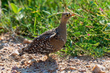 Ganga bibande,.Pterocles bicinctus, Double banded Sandgrouse