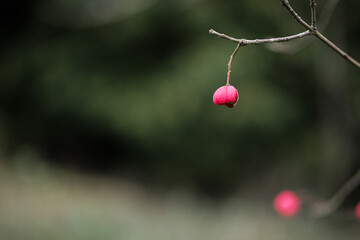 European spindle on a branch - Euonymus europaeus