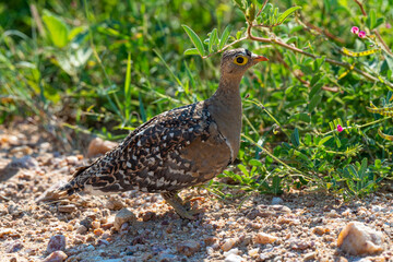Ganga bibande,.Pterocles bicinctus, Double banded Sandgrouse
