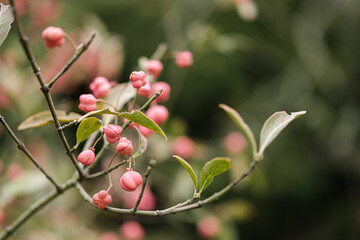 European spindle in the wild - Euonymus europaeus
