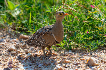 Ganga bibande,.Pterocles bicinctus, Double banded Sandgrouse