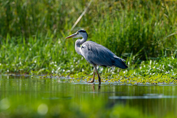 Héron cendré, Ardea cinerea, Grey Heron