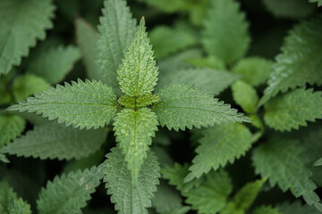 Nettle