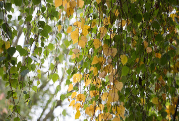 Leaves on branches of a Weeping birch tree, Betula pendula, with turning gold in Autumn