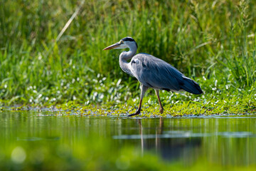 Héron cendré, Ardea cinerea, Grey Heron