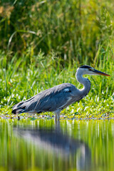 Héron cendré, Ardea cinerea, Grey Heron