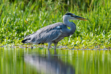 Héron cendré, Ardea cinerea, Grey Heron