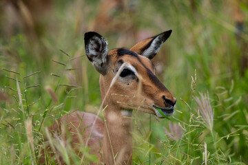 Impala, femelle, Aepyceros melampus