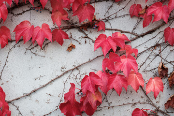 Naklejka na ściany i meble Red leaves on the wall