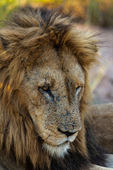Lion, mâle, Panthera leo, Parc national du Kruger, Afrique du Sud