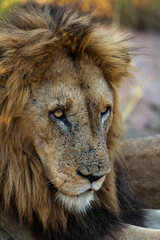 Lion, mâle, Panthera leo, Parc national du Kruger, Afrique du Sud