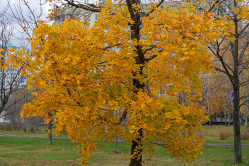 Real Autumn landscape - big forest golden tree.