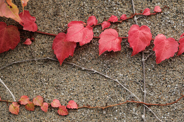Red leaves on the wall
