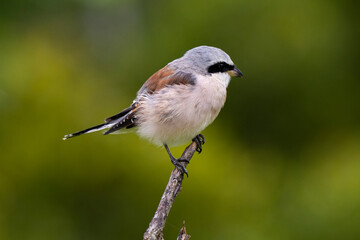 Pie grièche écorcheur,. male, Lanius collurio, Red backed Shrike