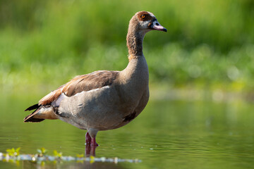 Ouette d'Égypte,.Alopochen aegyptiaca, Egyptian Goose, Parc national Kruger, Afrique du Sud
