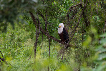 Pygargue vocifère, .Haliaeetus vocifer , African Fish Eagle, Parc national Kruger, Afrique du Sud