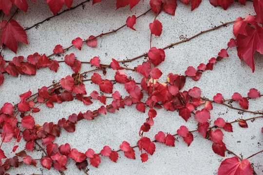 Red ivy leaves on the wall