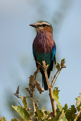 Rollier &agrave; longs brins,. Coracias caudatus, Lilac breasted Roller