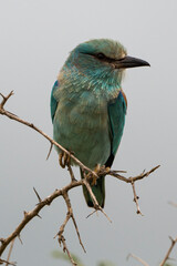 Rollier d'Europe,.Coracias garrulus, European Roller