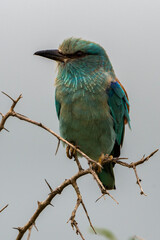 Rollier d'Europe,.Coracias garrulus, European Roller