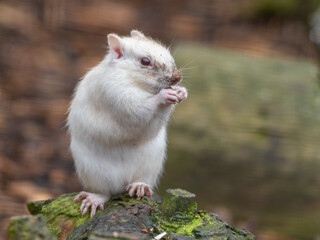 Albino Chipmunk Feeding on the Ground