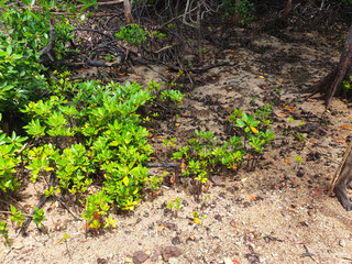 Mangrove trees grow naturally on muddy and swamp shores. This plant can help the beach from becoming eroded by waves.