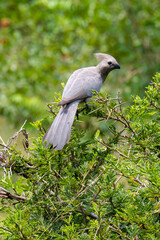 Fototapeta premium Touraco concolore,.Corythaixoides concolor, Grey Go away bird