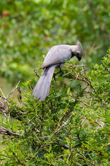 Fototapeta premium Touraco concolore,.Corythaixoides concolor, Grey Go away bird