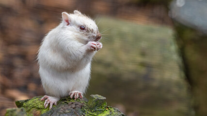 Obraz premium Albino Chipmunk Feeding on the Ground