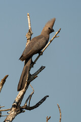Touraco concolore,.Corythaixoides concolor, Grey Go away bird