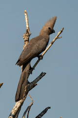 Touraco concolore,.Corythaixoides concolor, Grey Go away bird