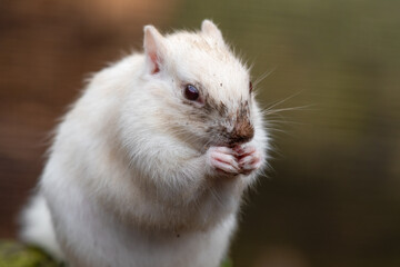 Albino Chipmunk Feeding on the Ground