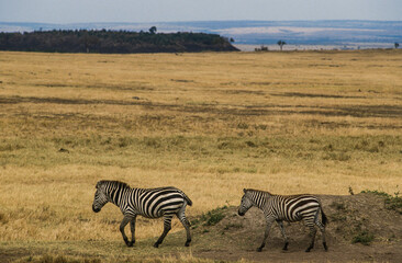 Obraz premium Zébre de Grant, Equus burchelli grant, Parc national de Masai Mara, Kenya